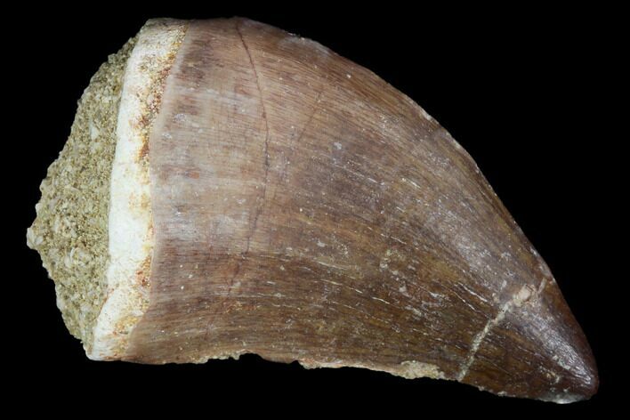 Mosasaur (Prognathodon) Tooth - Morocco #101082